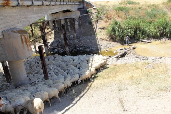 Sakarya Nehri Kurudu Hayvanlar Telef Oldu