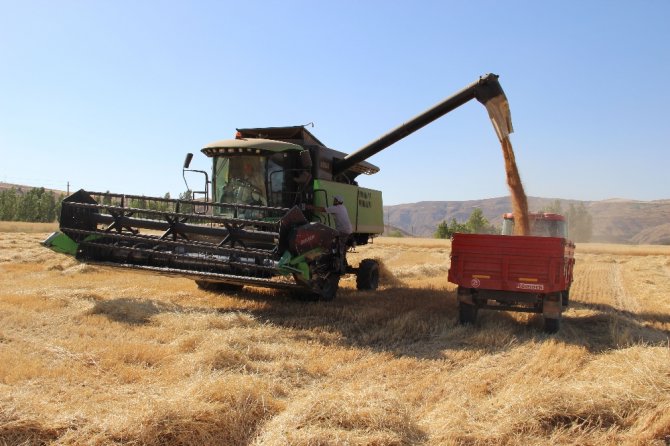 Buğday Hasadı Başladı