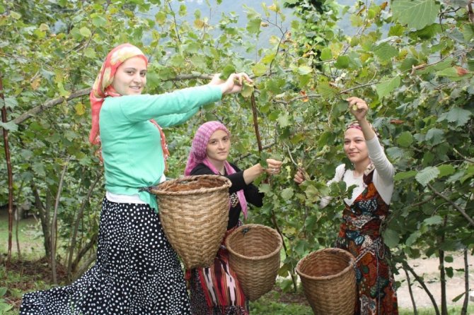 Giresun’da Sahil Kesiminde Fındık Hasadı Başladı