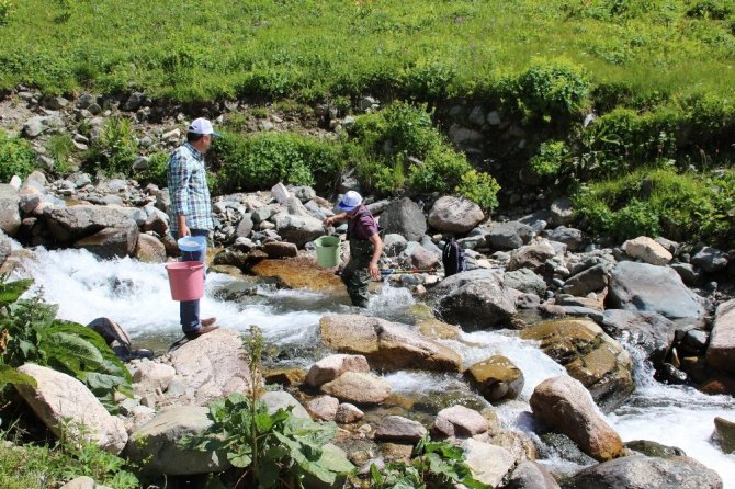 Trabzon’da 2017 Yılında Derelere 562 Bin Alabalık Salımı Gerçekleştirildi
