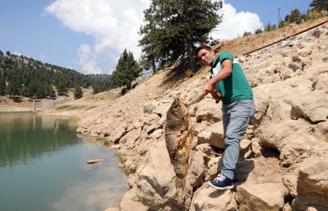 10 Kilo Ağırlığındaki Onlarca Balık Ölü Bulundu