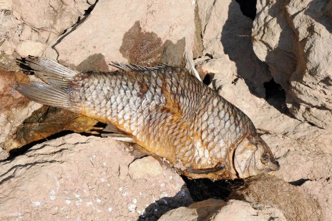 10 Kilo Ağırlığındaki Onlarca Balık Ölü Bulundu