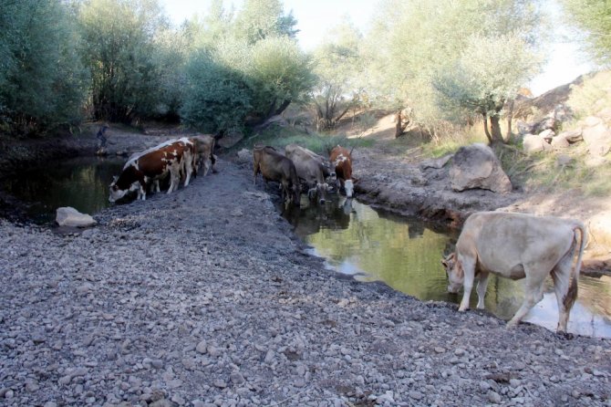 Kızılırmak’ın Bir Kolu Kurudu