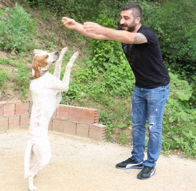 Bu Köpek Kolbastı Oynuyor