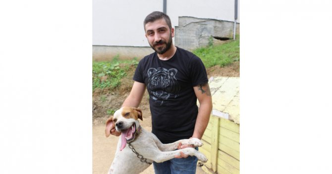 Bu Köpek Kolbastı Oynuyor