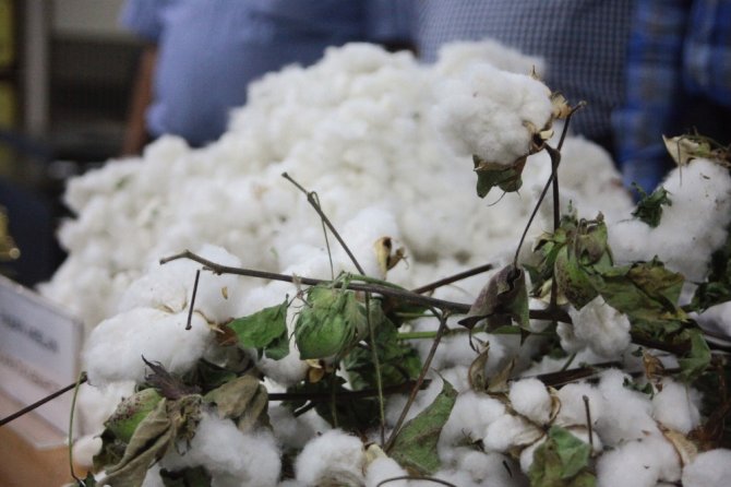 80 Kilogram Pamuk 40 Bin Liraya Satıldı