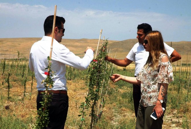 Mutluluk Meyvesi Goji Berry Van’da Üretildi