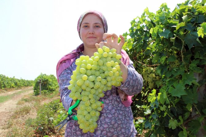 Üzüm Üreticisinin Fiyat Beklentisi 5 Liranın Üzerinde