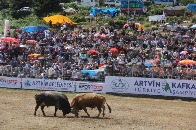 Bölgelerin Şampiyon Boğaları Artvin’de Buluştu