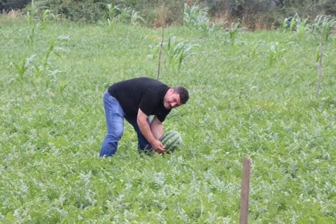 Yalıncak Karpuzu Betonlaşma Kurbanı