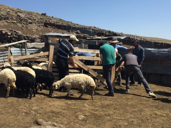 Artvin’de Küçükbaş Hayvan Dağıtımı Yapıldı