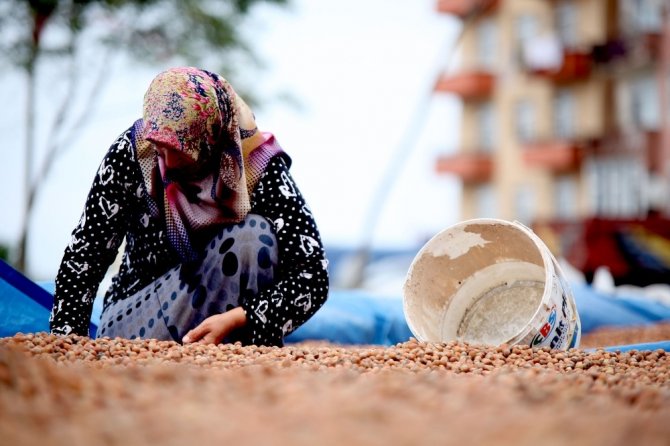 Fındık Harmana İndi, Rekolte Ve Fiyat Tartışmaları Başladı