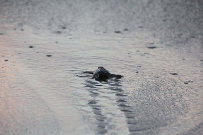 On Binlerce Yavru Kaplumbağa Denizle Buluştu
