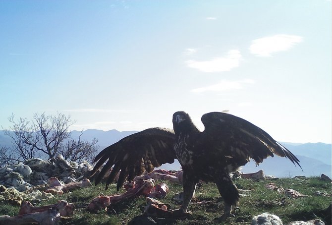 Ankara’nın Yanı Başındaki Vahşi Hayat Foto Kapanında