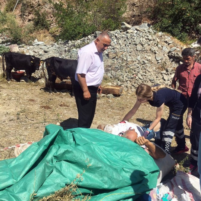 Kurbanlık Boğa Sahibini Yaraladı