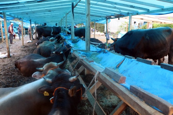 Rize’de Bir Tonluk 