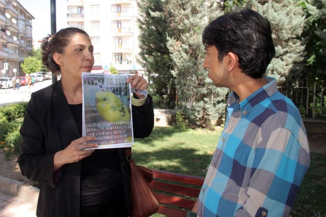 İlan Asıp, Kuşunu Arıyor: Bulana 100 Kuş Verecek