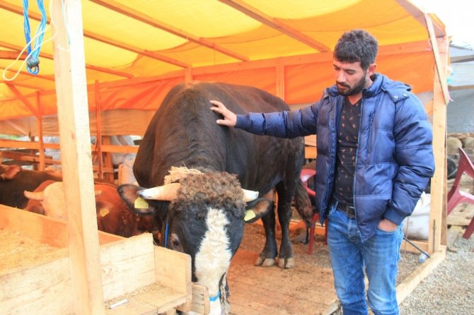 Giresun’da Kurban Pazarında Satıcılar İstedikleri Satışı Yapamamaktan Şikayetçi