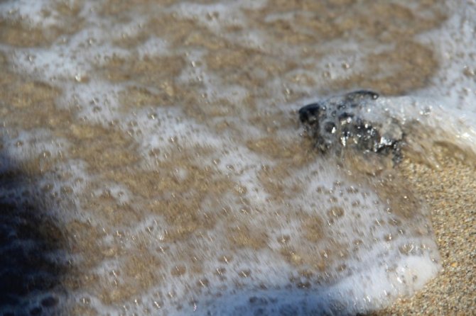 3 Günde 51 Caretta Caretta Yavrusu Denizle Buluştu