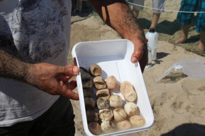 3 Günde 51 Caretta Caretta Yavrusu Denizle Buluştu