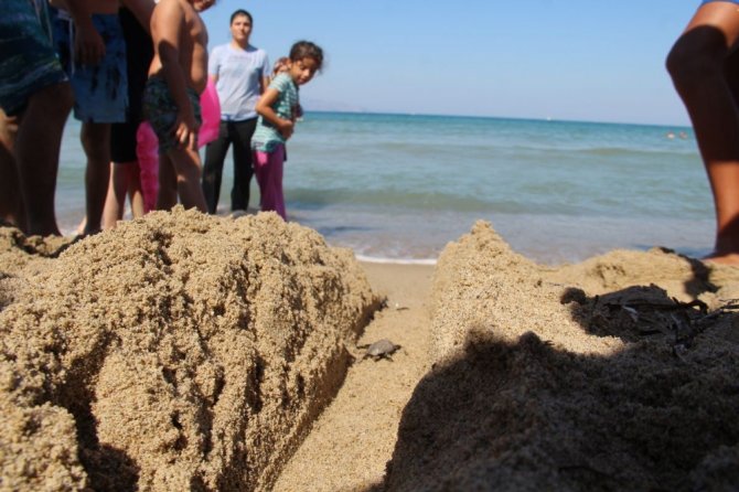 3 Günde 51 Caretta Caretta Yavrusu Denizle Buluştu