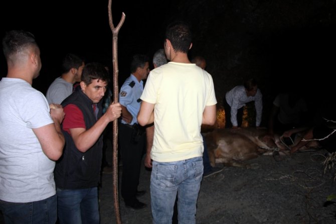 Firari Boğayı Yakalamak İçin 6 Saat Terd Döktüler