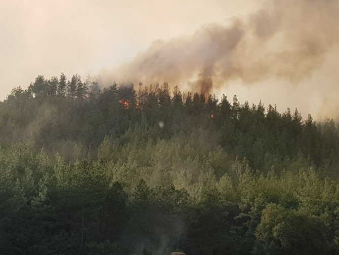 Bolu’da Orman Yangını
