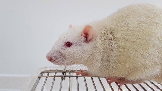 Sağlık, Kobay Fareler İle Gelecek