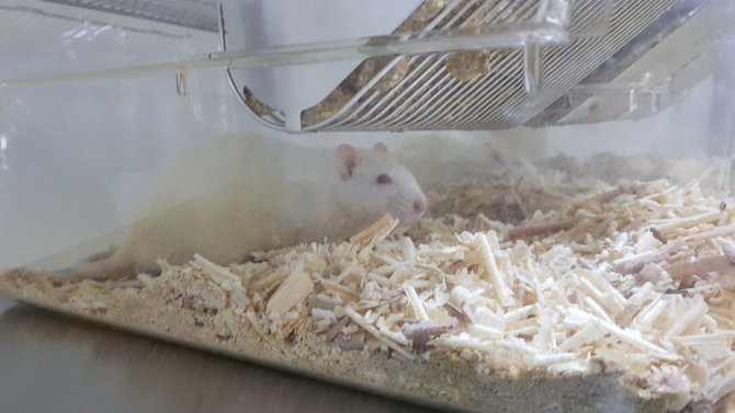 Sağlık, Kobay Fareler İle Gelecek