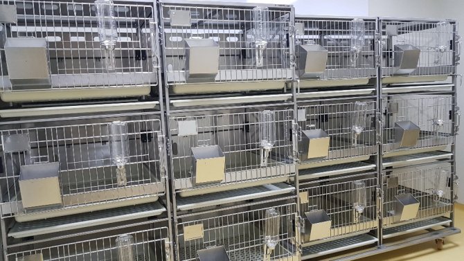 Sağlık, Kobay Fareler İle Gelecek