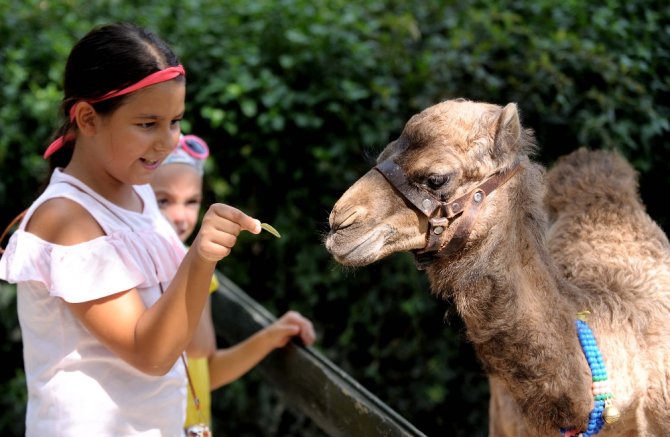 ’Zeyno’ya Büyük İlgi