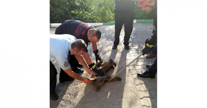 Firari Yavru Ayı Yakalandı