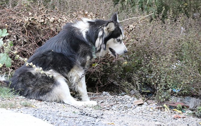 Evinin Karşısına Tuvaletini Yapan Köpeği Ve Sahibini Vurdu