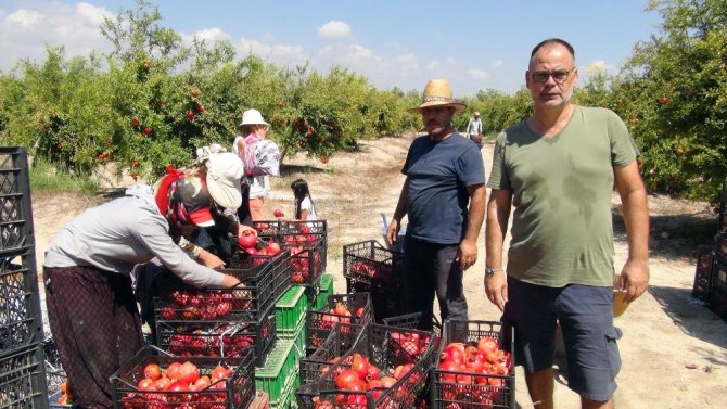 İlk Nar Hasadı Yapıldı