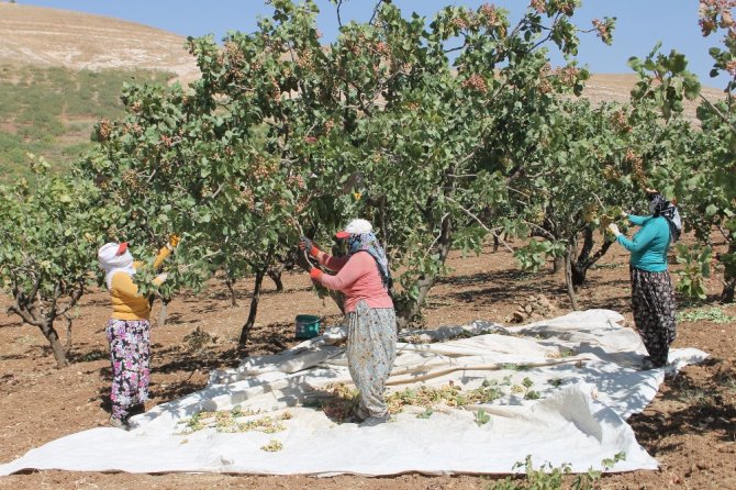 Fıstıkta Verim Arttı, Üreticiyi Çalınma Korkusu Sardı