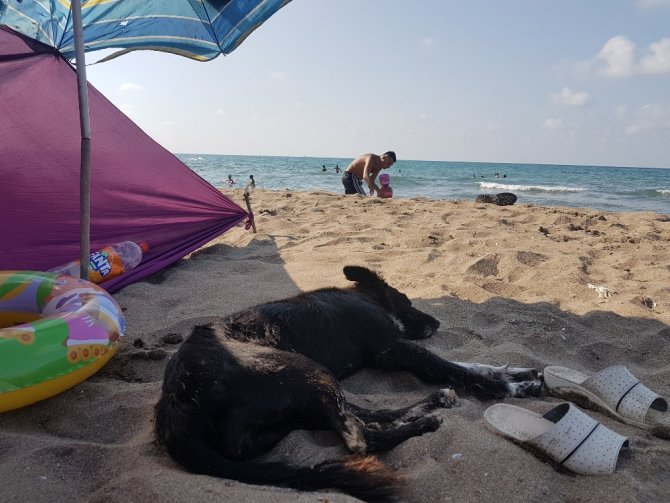 Sahipsiz Köpek Plajın Maskotu Oldu