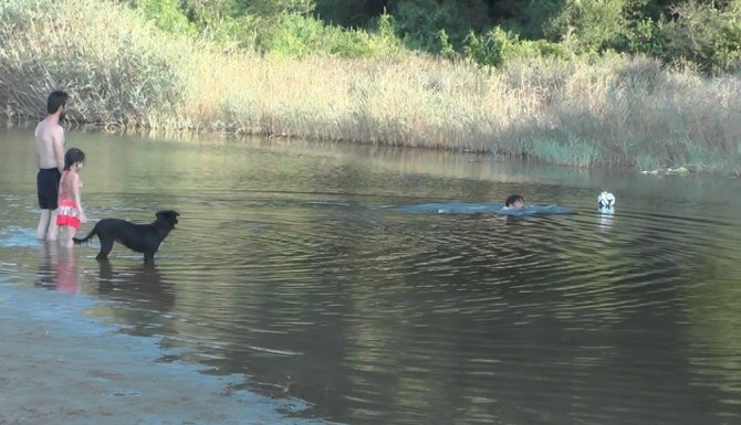 Sahipsiz Köpek Plajın Maskotu Oldu