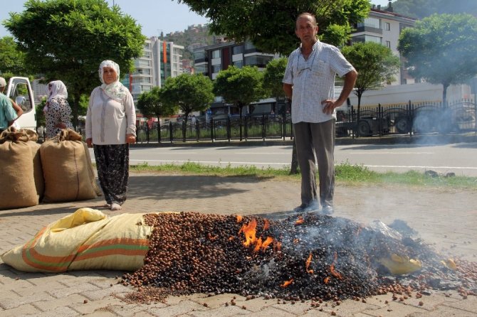 Fındık Fiyatını Fındığını Yakarak Tepki Gösterdi