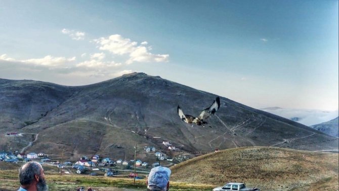 Yaralı Şahin Tedavisi Sonrası Doğaya Bırakıldı