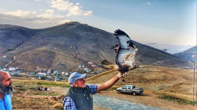 Yaralı Şahin Tedavisi Sonrası Doğaya Bırakıldı
