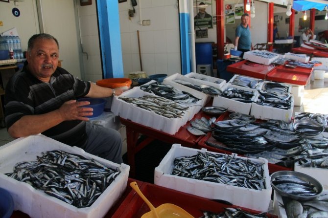 Giresun’da Yerli Hamsi Çıktı; Fiyatı İse 15 Tl