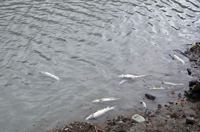 Zonguldak’ta Balık Ölümleri Tedirginliğe Neden Oldu