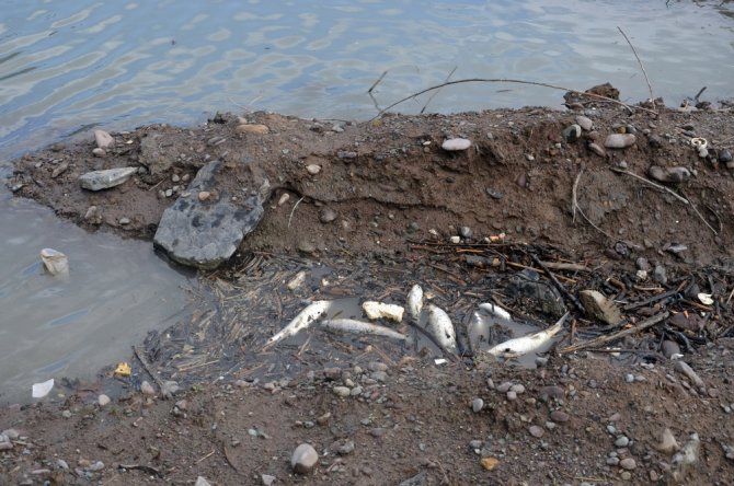 Zonguldak’ta Balık Ölümleri Tedirginliğe Neden Oldu