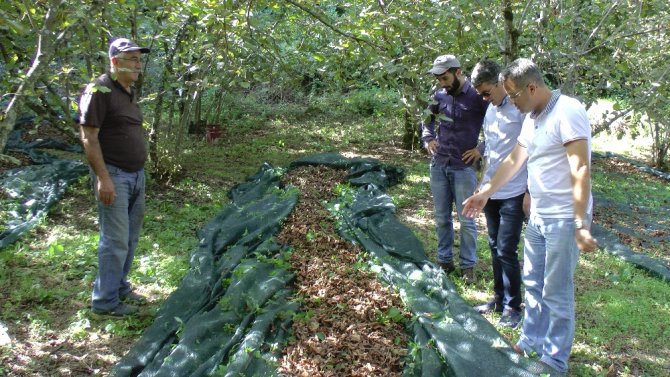 Fındık Hasadında Maliyeti Yüzde 80 Düşüren Yöntem