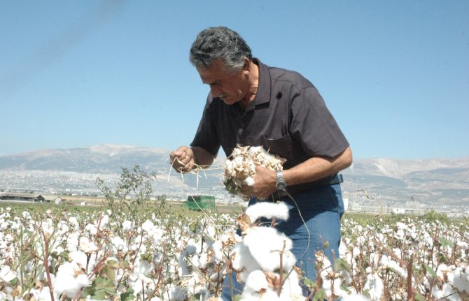 Kahramanmaraş’ta Pamuk Hasadı Başladı