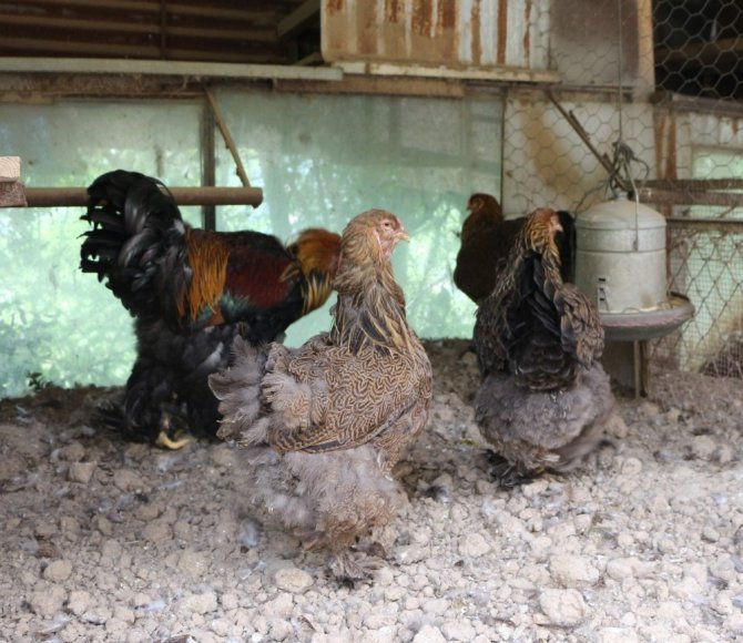 Süs Tavukları Trabzon’da Podyuma Çıkacak