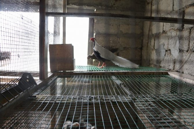 Süs Tavukları Trabzon’da Podyuma Çıkacak