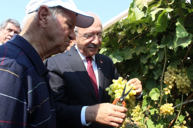 Kılıçdaroğlu Bağda Üzüm Kesti