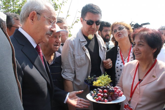 Kılıçdaroğlu Bağda Üzüm Kesti