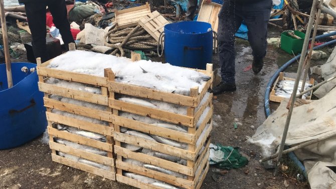 Karadeniz’de Palamut Bereketi